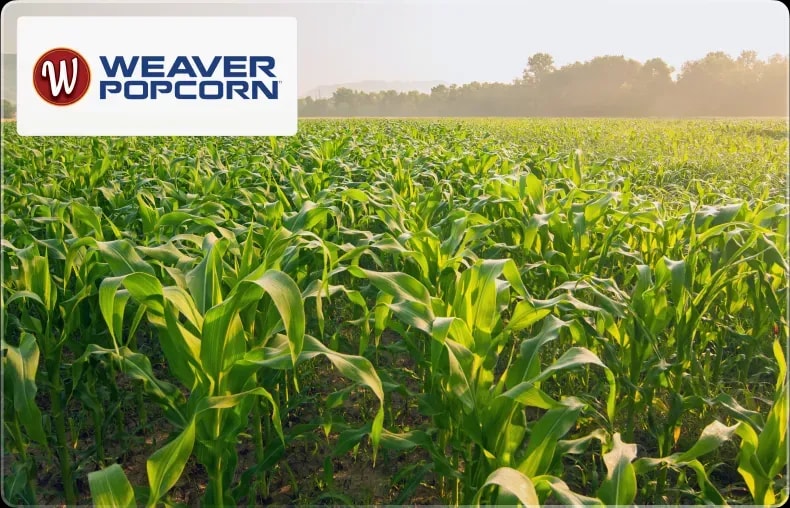 Weaver Popcorn Hybrids hybrid popcorn seed fields
